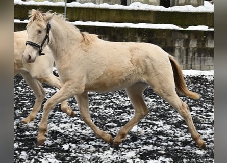 PRE, Mare, 2 years, Perlino