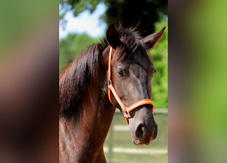 PRE, Stute, 3 Jahre, 14,2 hh, Rappe