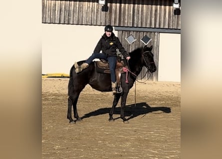 PRE Mix, Mare, 3 years, 14,2 hh, Black