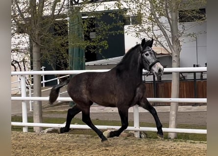 PRE Mix, Mare, 3 years, 14.2 hh, Gray