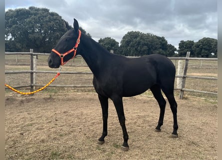 PRE, Mare, 3 years, 14,3 hh, Black