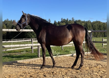 PRE, Mare, 3 years, 15.1 hh, Black
