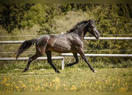 PRE Mix, Mare, 3 years, 15.1 hh, Black