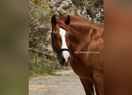 PRE, Mare, 3 years, 15.2 hh, Chestnut-Red