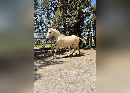 PRE, Mare, 3 years, 15.2 hh, Palomino