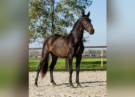 PRE Mix, Mare, 3 years, 15,3 hh, Brown