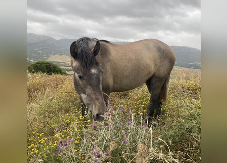 PRE Mix, Mare, 3 years, 15 hh, Grey