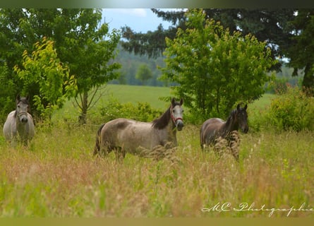 PRE, Mare, 3 years, 15,2 hh, Gray-Dapple