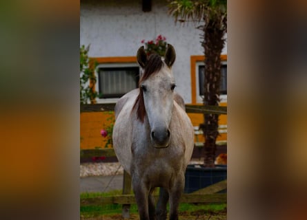 PRE, Mare, 3 years, 15,2 hh, Grey-Dapple