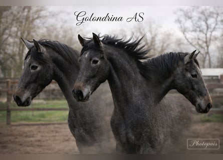 PRE, Mare, 3 years, 15,2 hh, Grey-Dark-Tan