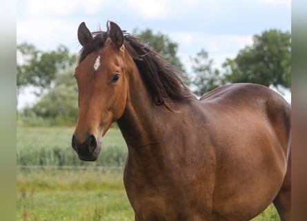 PRE, Mare, 3 years, 16.1 hh, Brown