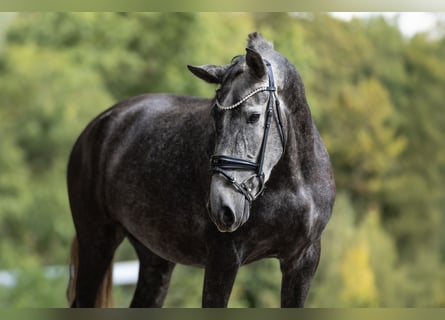PRE, Mare, 3 years, 16.1 hh, Grey