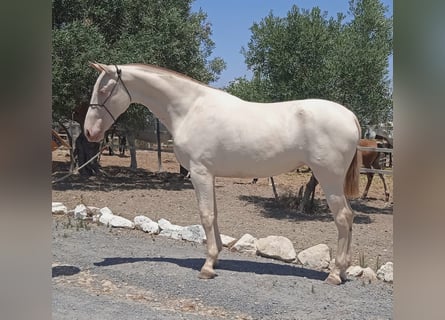 PRE, Mare, 3 years, 16,1 hh, Perlino