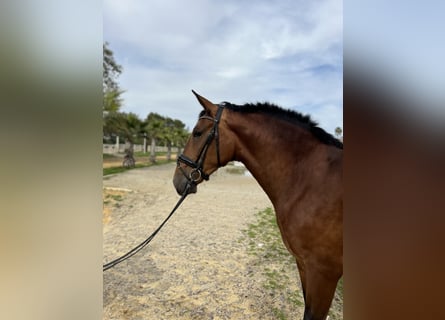 PRE, Mare, 3 years, 16.2 hh, Brown