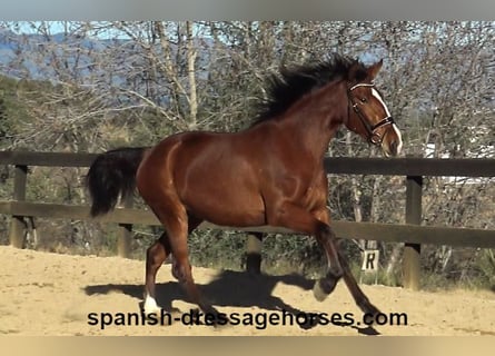 PRE Mix, Mare, 3 years, 16 hh, Brown