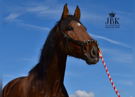 PRE Mix, Mare, 3 years, 16 hh, Brown