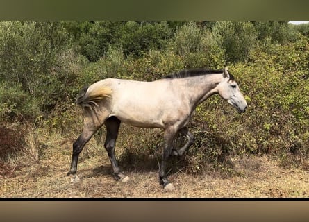 PRE, Mare, 3 years, 16 hh, Gray