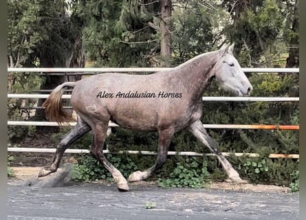 PRE Mix, Mare, 3 years, 16 hh, Gray