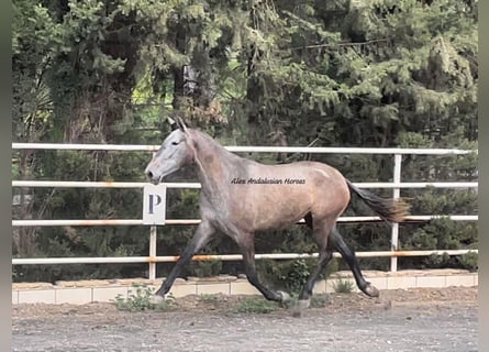 PRE Mix, Mare, 3 years, 16 hh, Gray