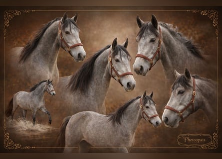 PRE, Mare, 3 years, 16 hh, Grey