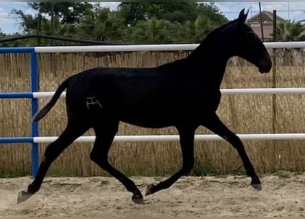 PRE, Mare, 3 years, 16 hh, Grey