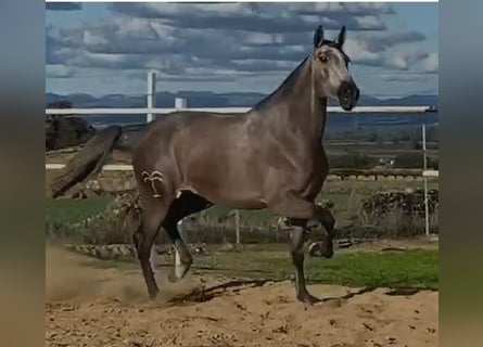 PRE, Mare, 3 years, 17,1 hh, Grey-Fleabitten