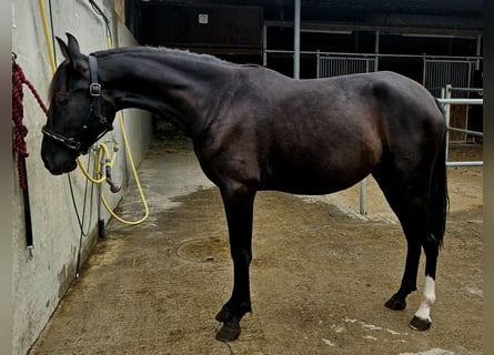 PRE, Mare, 3 years, Black