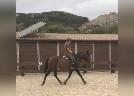 PRE, Mare, 3 years, Brown