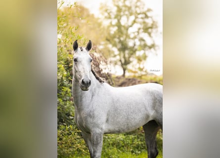 PRE Mix, Mare, 4 years, 14,2 hh, Gray