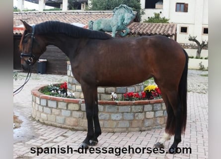 PRE Mix, Mare, 4 years, 15,1 hh, Bay-Dark