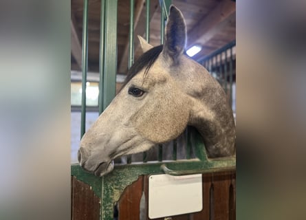 PRE, Mare, 4 years, 15.1 hh, Brown Falb mold
