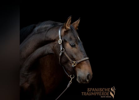 PRE, Mare, 4 years, 15.1 hh, Brown