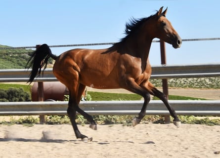 PRE, Mare, 4 years, 15,1 hh, Dun