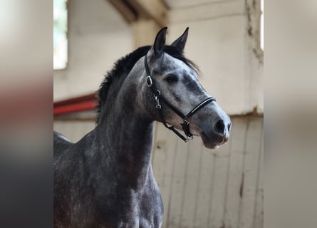 PRE Mix, Mare, 4 years, 15.1 hh, Grey