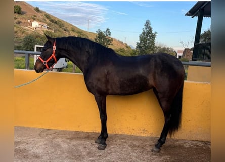 PRE, Mare, 4 years, 15,2 hh, Bay-Dark