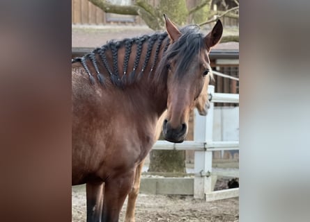 PRE Mix, Mare, 4 years, 15.2 hh, Brown