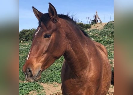 PRE, Mare, 4 years, 15.2 hh, Brown