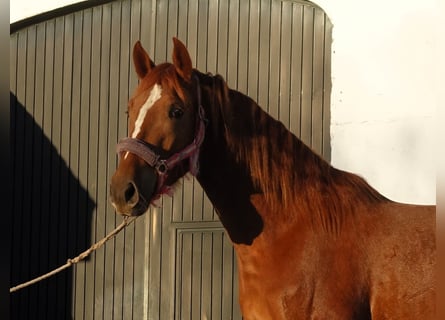 PRE Mix, Mare, 4 years, 15.2 hh, Chestnut