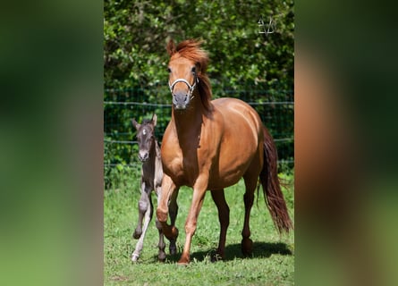 PRE Mix, Mare, 4 years, 15.2 hh, Chestnut-Red