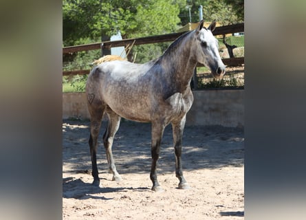 PRE, Mare, 4 years, 15.2 hh, Gray-Dapple