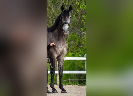 PRE Mix, Stute, 4 Jahre, 15,2 hh, Apfelschimmel