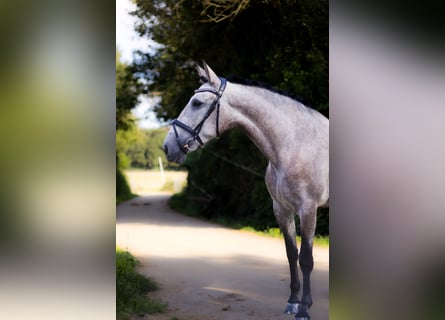 PRE, Stute, 4 Jahre, 15,2 hh, Rotschimmel