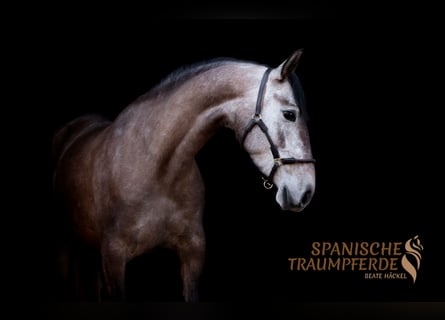 PRE Mix, Mare, 4 years, 15.2 hh, Grey