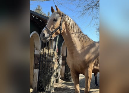 PRE Mix, Mare, 4 years, 15.2 hh, Palomino
