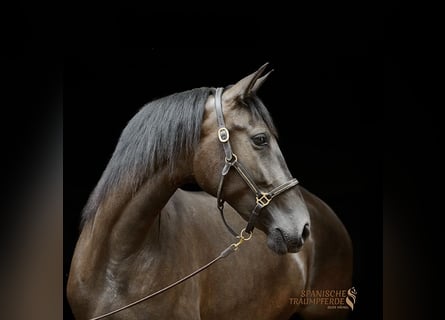 PRE, Mare, 4 years, 15 hh, Black