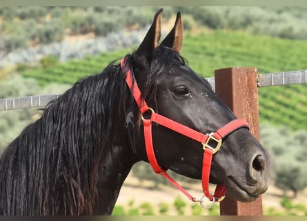 PRE, Mare, 4 years, 15,1 hh, Black