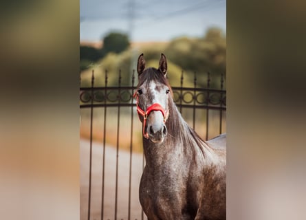 PRE, Mare, 4 years, 15,1 hh, Can be white