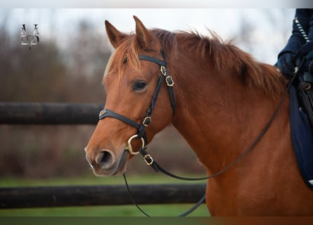 PRE Mix, Mare, 4 years, 15,1 hh, Chestnut-Red
