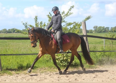 PRE, Mare, 4 years, 15,2 hh, Brown