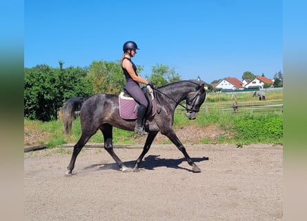 PRE Mix, Mare, 4 years, 15,2 hh, Gray-Blue-Tan